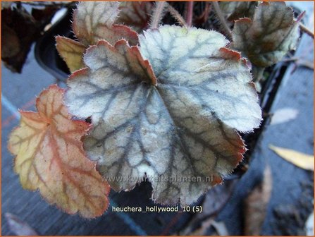 Heuchera &#039;Hollywood&#039; | Purperklokje