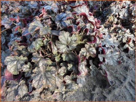 Heuchera &#039;Hollywood&#039; | Purperklokje