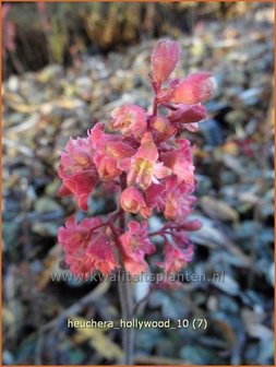 Heuchera &#039;Hollywood&#039; | Purperklokje