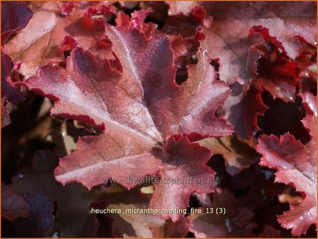 Heuchera micrantha &#039;Melting Fire&#039; | Purperklokje