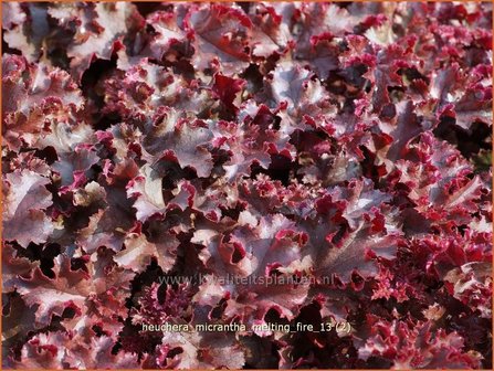 Heuchera micrantha &#039;Melting Fire&#039; | Purperklokje