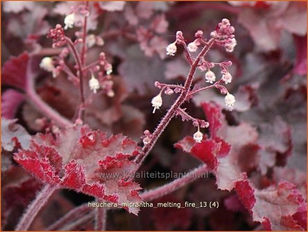 Heuchera micrantha &#039;Melting Fire&#039; | Purperklokje