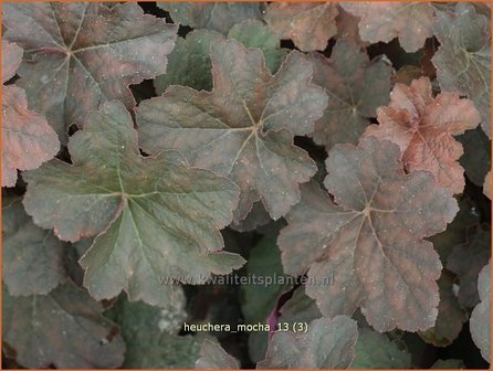 Heuchera &#039;Mocha&#039; | Purperklokje