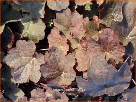 Heuchera &#039;Mocha&#039; | Purperklokje