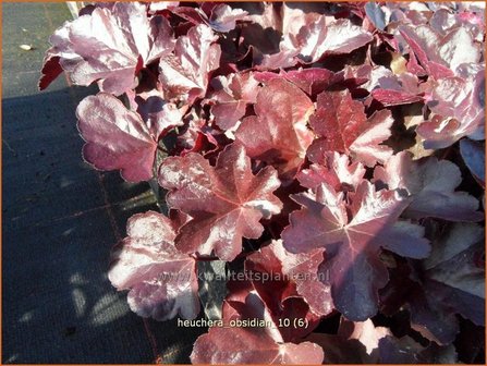 Heuchera &#039;Obsidian&#039; | Purperklokje