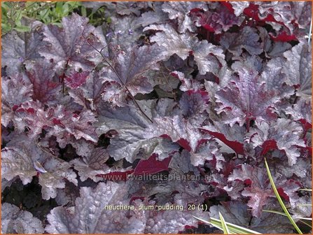 Heuchera &#039;Plum Pudding&#039; | Purperklokje