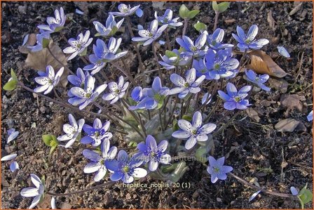 Hepatica nobilis | Leverbloempje