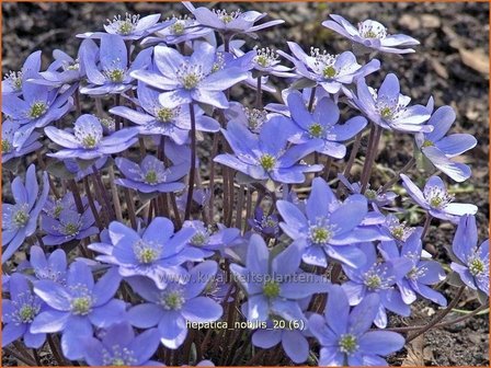 Hepatica nobilis | Leverbloempje