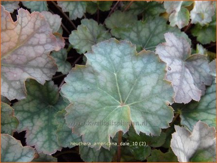 Heuchera americana &#039;Dale&#039; | Purperklokje, Aluinwortel