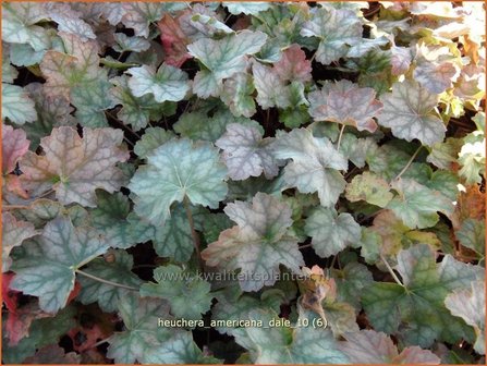 Heuchera americana &#039;Dale&#039; | Purperklokje, Aluinwortel