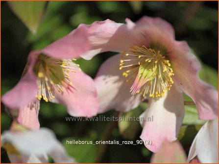 Helleborus orientalis &#039;Roze&#039; | Kerstroos, Stinkend nieskruid