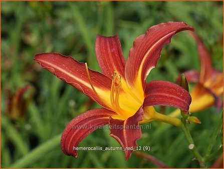 Hemerocallis &#039;Autumn Red&#039; | Daglelie