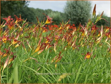 Hemerocallis &#039;Autumn Red&#039; | Daglelie