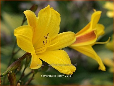 Hemerocallis &#039;Corky&#039; | Daglelie