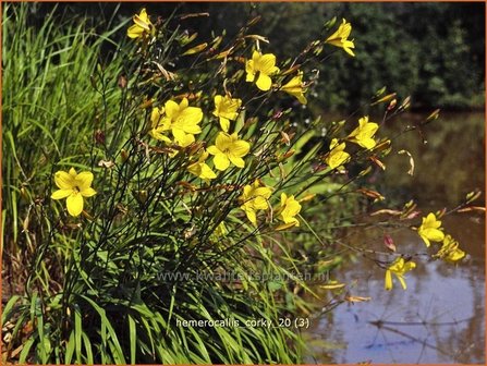 Hemerocallis &#039;Corky&#039; | Daglelie