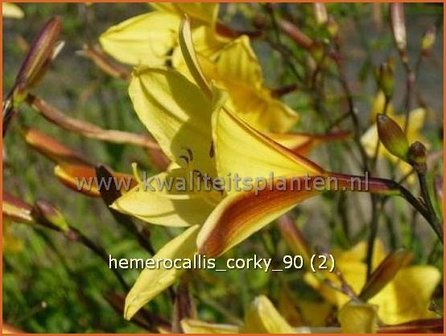 Hemerocallis &#039;Corky&#039; | Daglelie