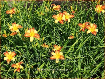 Hemerocallis &#039;Frans Hals&#039; | Daglelie