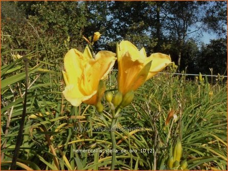 Hemerocallis &#039;Stella de Oro&#039; | Daglelie