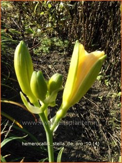 Hemerocallis &#039;Stella de Oro&#039; | Daglelie