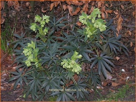 Helleborus foetidus | Stinkend nieskruid