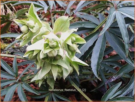 Helleborus foetidus | Stinkend nieskruid