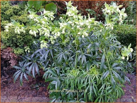 Helleborus foetidus | Stinkend nieskruid, Nieskruid
