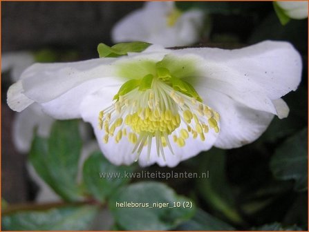 Helleborus niger | Kerstroos, Stinkend nieskruid