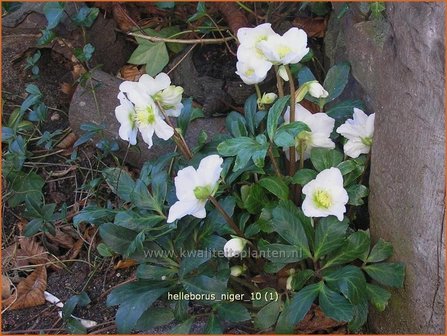 Helleborus niger | Kerstroos, Stinkend nieskruid