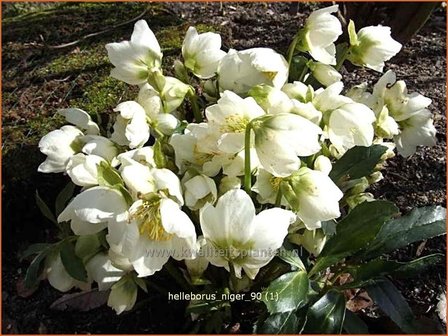 Helleborus niger | Kerstroos, Stinkend nieskruid