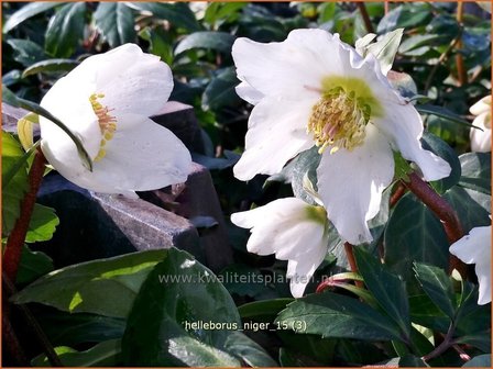 Helleborus niger | Kerstroos, Nieskruid