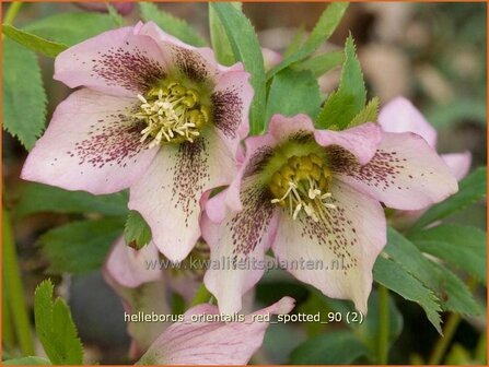 Helleborus orientalis 'Red Spotted' | Kerstroos, Stinkend nieskruid