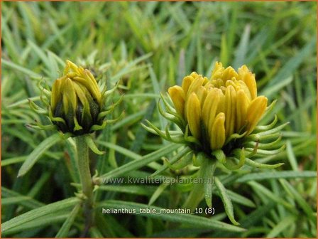 Helianthus &#039;Table Mountain&#039; | Vaste zonnebloem