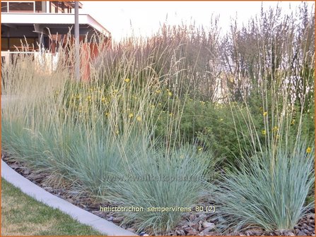 Helictotrichon sempervirens | Blauwstraalhaver, Sierhaver