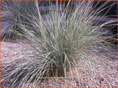 Helictotrichon sempervirens | Blauwstraalhaver, Sierhaver