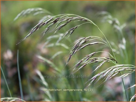 Helictotrichon sempervirens | Blauwstraalhaver, Sierhaver