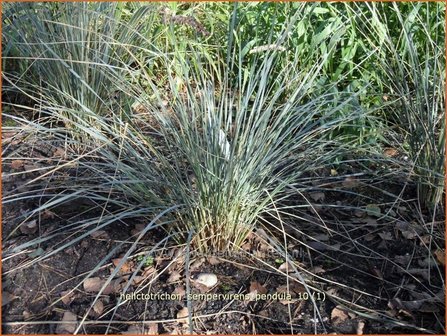 Helictotrichon sempervirens 'Pendula' | Blauwstraalhaver, Sierhaver