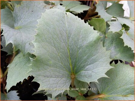 Helleborus argutifolius &#039;Silver Lace&#039; | Kerstroos, Stinkend nieskruid