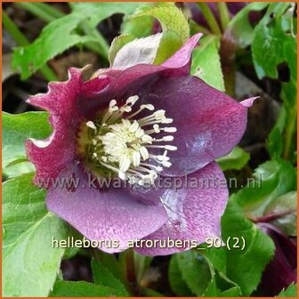 Helleborus &#039;Atrorubens&#039; | Kerstroos, Stinkend nieskruid