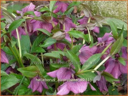 Helleborus &#039;Atrorubens&#039; | Kerstroos, Stinkend nieskruid