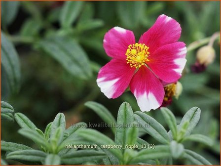 Helianthemum &#039;Raspberry Ripple&#039; | Zonneroosje