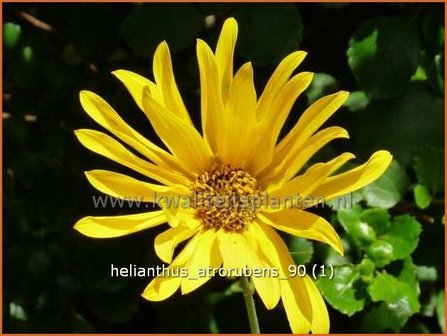 Helianthus atrorubens | Vaste zonnebloemHelianthus atrorubens | Vaste zonnebloem