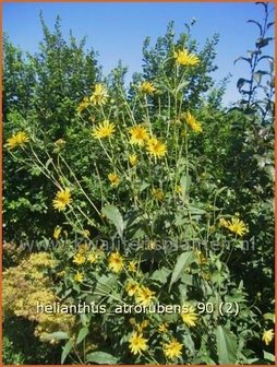 Helianthus atrorubens | Vaste zonnebloem