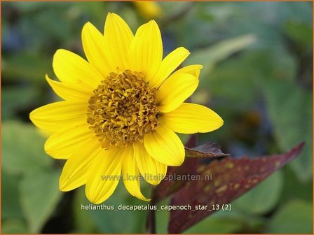Helianthus decapetalus &#039;Capenoch Star&#039; | Vaste zonnebloem