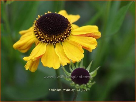 Helenium 'Wyndley' | Zonnekruid