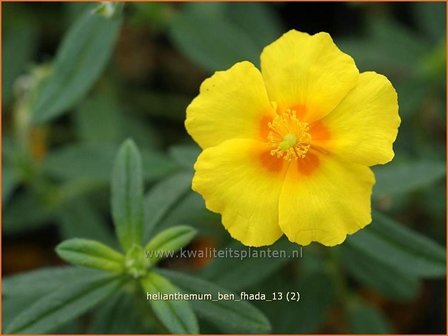 Helianthemum &#039;Ben Fhada&#039; | Zonneroosje