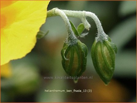 Helianthemum &#039;Ben Fhada&#039; | Zonneroosje