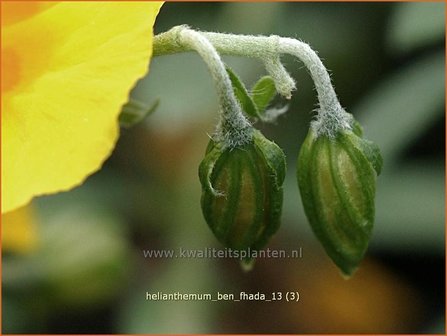 Helianthemum &#039;Ben Fhada&#039; | Zonneroosje