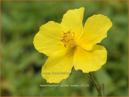 Helianthemum &#039;Golden Queen&#039; | Zonneroosje