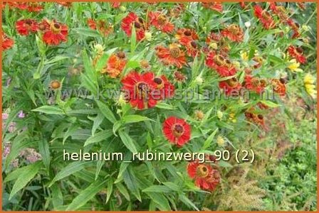 Helenium &amp;#39;Rubinzwerg&amp;#39; | Zonnekruid | Sonnenbraut