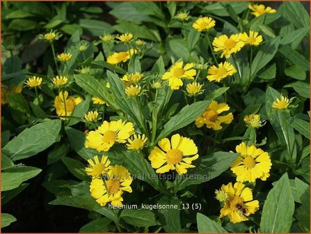 Helenium &#039;Kugelsonne&#039; | Zonnekruid